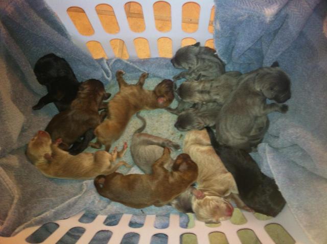 Molly Puppies x12 - 092311 AM
